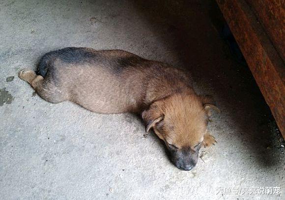 小狗刚到家时有点傻，一个月的变化还真大，它长了…