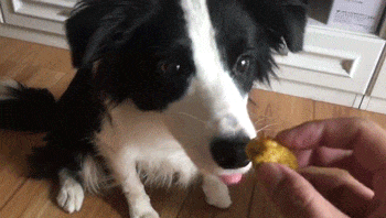 自制新鲜狗粮(犬舍配方), 超级简单的黄金时蔬鸡肉丸
