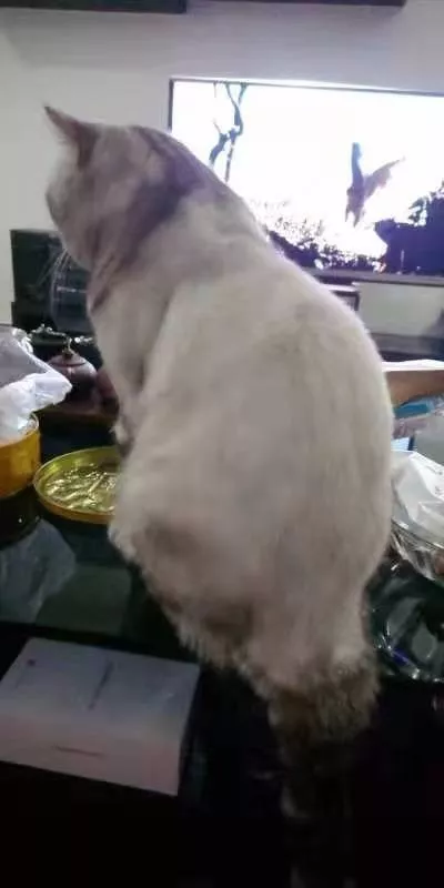 大头猫咪天生爱吃醋，一早起身就霸占主人的大腿不让另外两只猫咪靠近