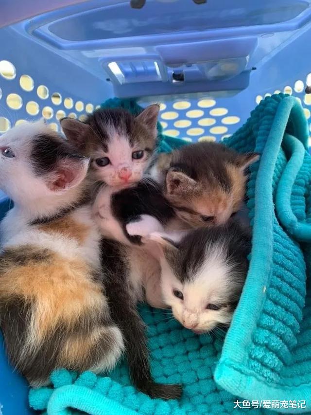 六只小猫被遗弃在停车场，大叔闻声赶到后，仅用5分钟把它们救走