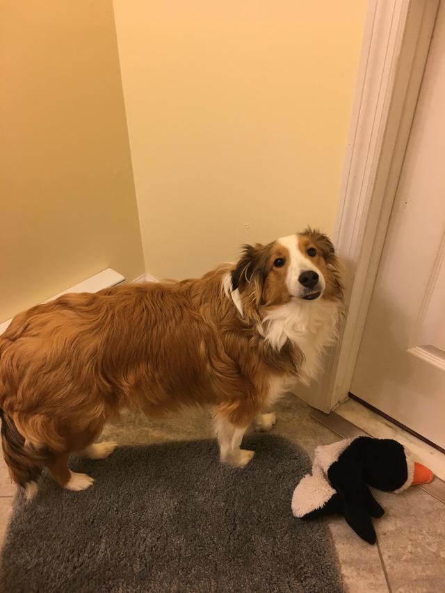 主人洗澡狗狗都想跟着，太粘人了！为什么狗狗喜欢跟主人去厕所