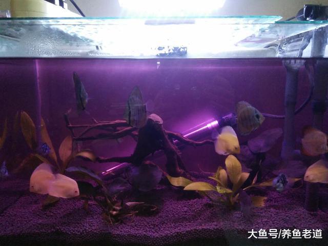 鱼缸下药后突然导致水质浑浊，原因在哪，一定是硝化细菌死亡吗？