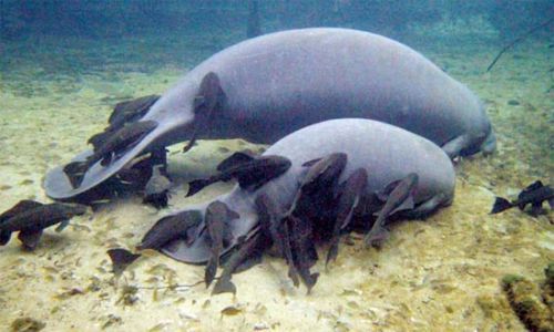 这些东西跑到外面去居然会引起生态危机！