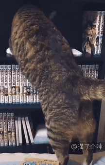 猫猫没错，是人类不该把东西放到猫猫想睡觉的地方