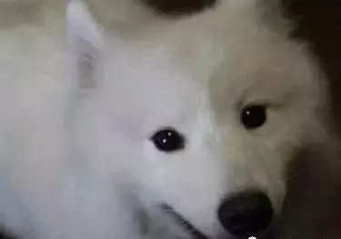 家里的薩摩半夜起來照鏡子，差點嚇壞啦....