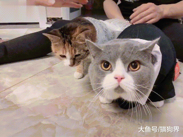主人：一拜天地二拜高堂夫妻對拜！母貓：這是包辦婚姻，我不同意