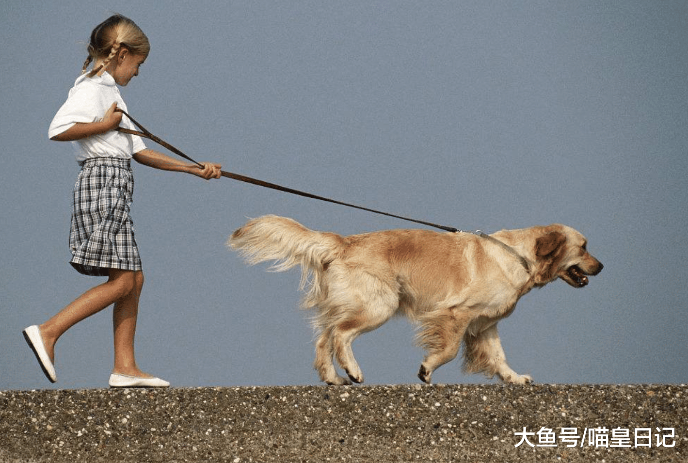 如果狗狗有这五种表现, 说明它的家教非常好, 你家的狗狗是吗?
