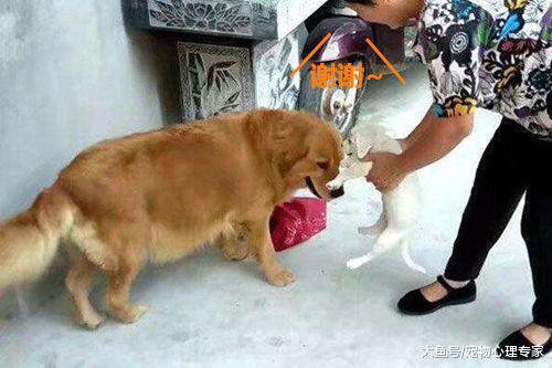 金毛玩耍彻夜未归, 第二天一早带回了一份礼物, 主人看到面露喜色