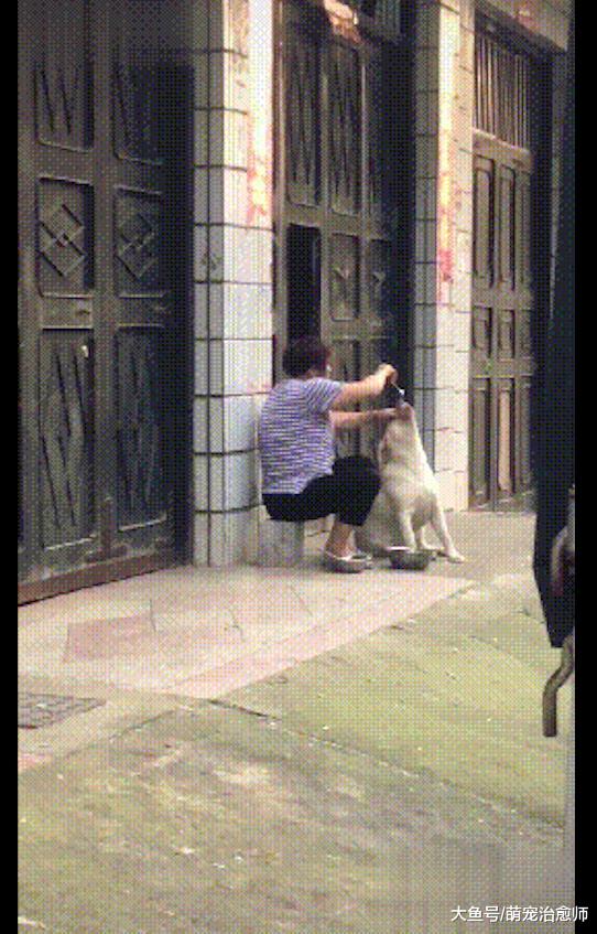 奶奶一勺一勺往金毛嘴里灌食，金毛：我不想吃了！奶奶：不，你想