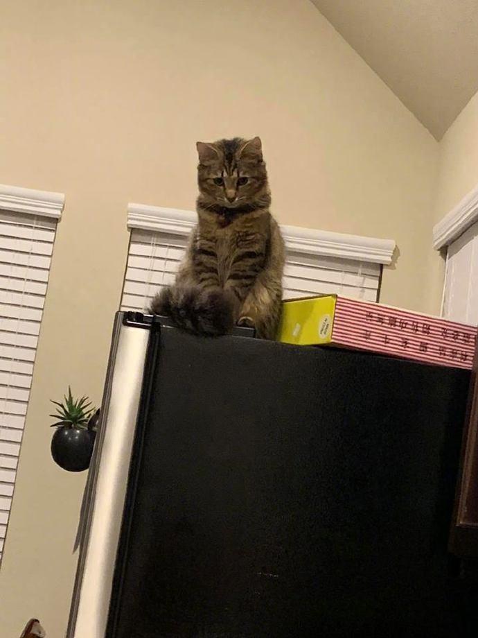 小猫捣蛋怎么办? 一招教你治好它