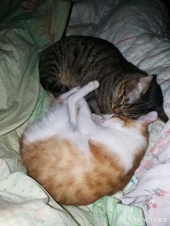 两只小猫吃饭睡觉都在一起, 不愧是恩爱的“夫妻”!