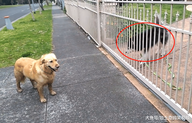 二哈想跟金毛一起玩, 结果却招冷眼, 汪: 妈妈不让我跟你玩