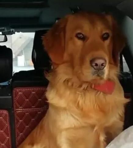 金毛看主人要回家过年, 怕被落下, 早早溜进后备箱坐着