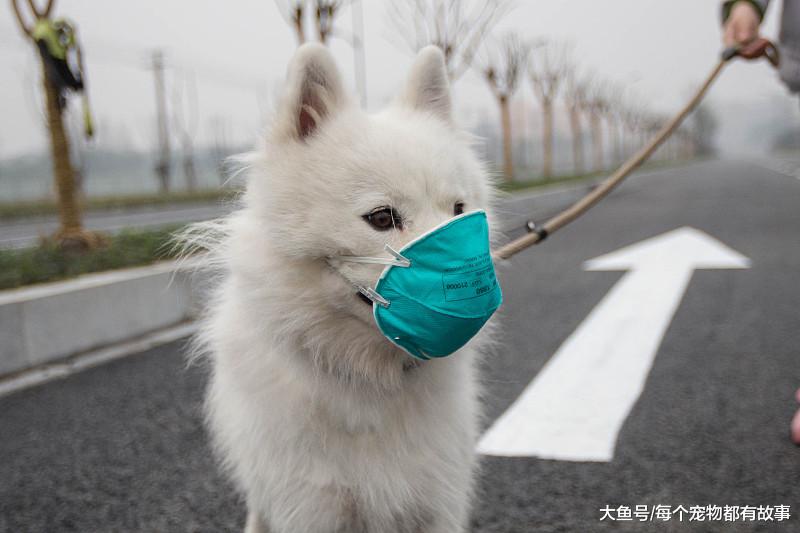 总觉得自己养的狗，不如别人家的那么聪明懂事，大家觉得呢