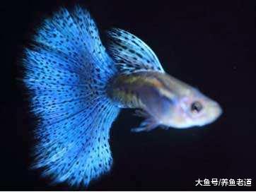 观赏鱼饲养的第一项基本功就是选鱼!