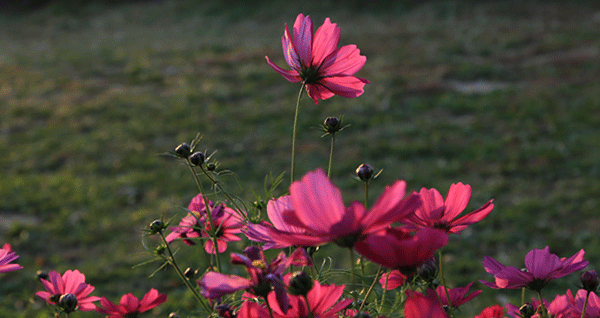 当朱红花开是什么现象？