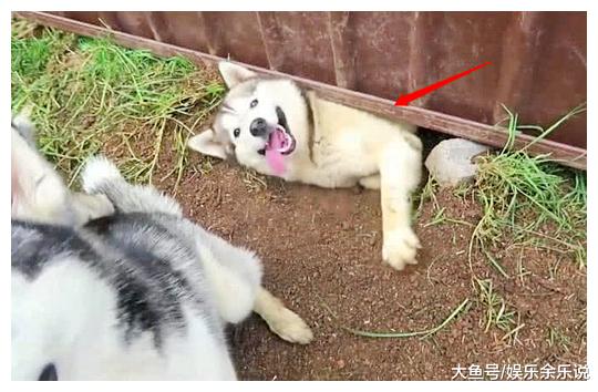 男子上班时把二哈关在后院，下班从后院经过，走近一看，不淡定了