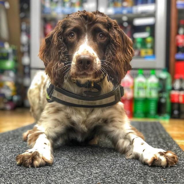 英國緝毒犬嗅出6000萬走私煙草，被人懸紅20萬取它狗頭