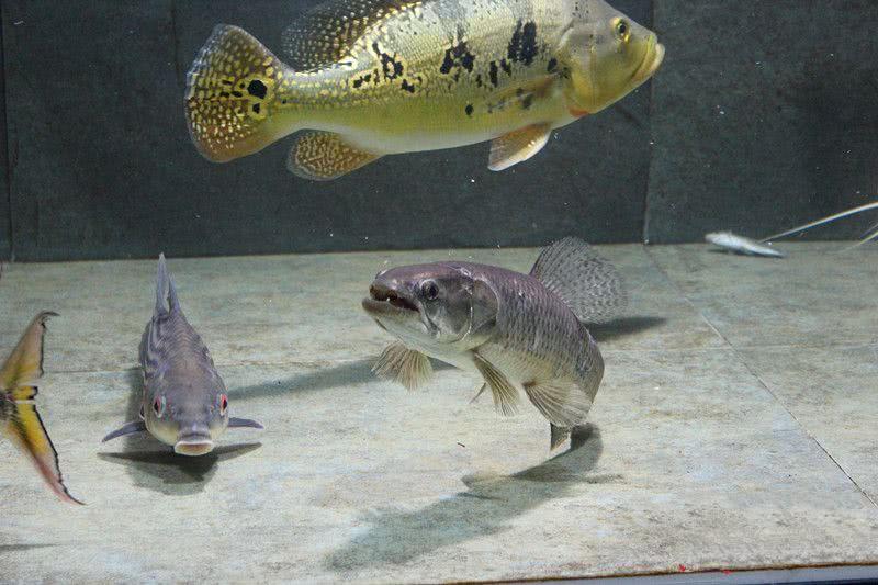 七大凶猛鱼类, 电鳗只能排第二, 第一你绝对想不到