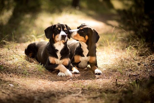 擅长捕鱼的狗，养一只不愁没鱼吃，大家要不要养一只呢