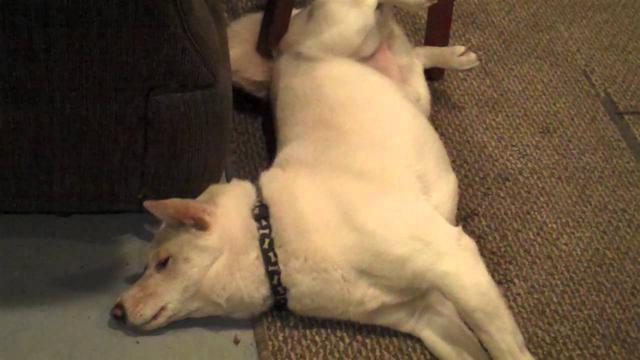 被癫痫困扰的狗狗，即使狗狗看起来正常，也可能突然发作