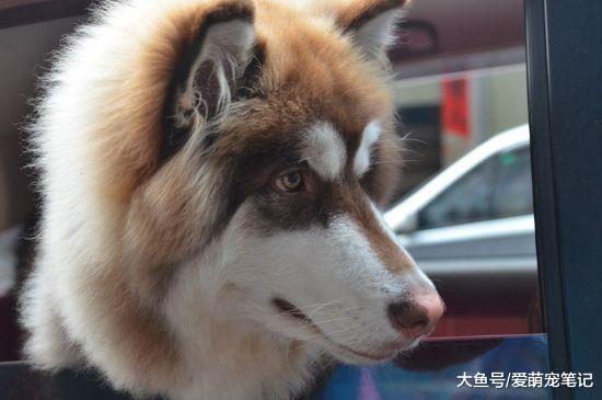 阿拉偶遇“农村恶霸”，本想会有一场恶战，结果却不是狗子的对手