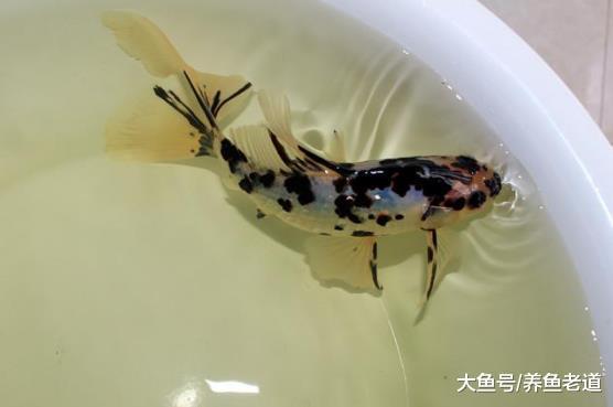 一米的鱼缸养观赏鱼但主人不是天天在家, 应该选择什么品种?