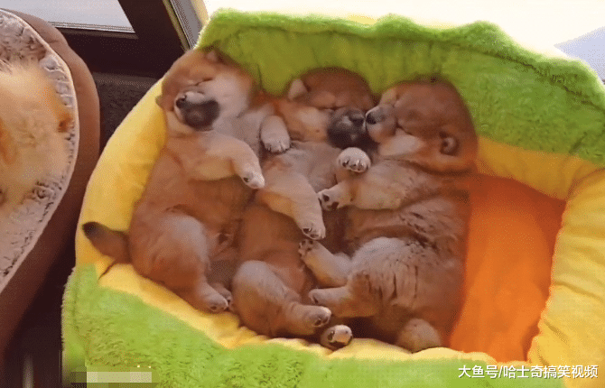 柴犬“夫妻”生了宝宝，总把奶狗丢一边，考虑过主人感受吗