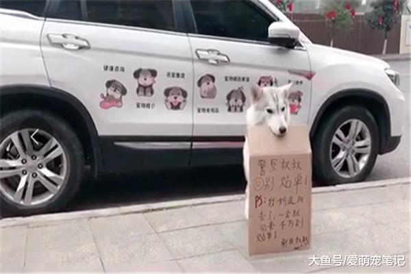 網友去送貨怕車被貼條，留下哈士奇看車，網友：全網最乖巧的二哈