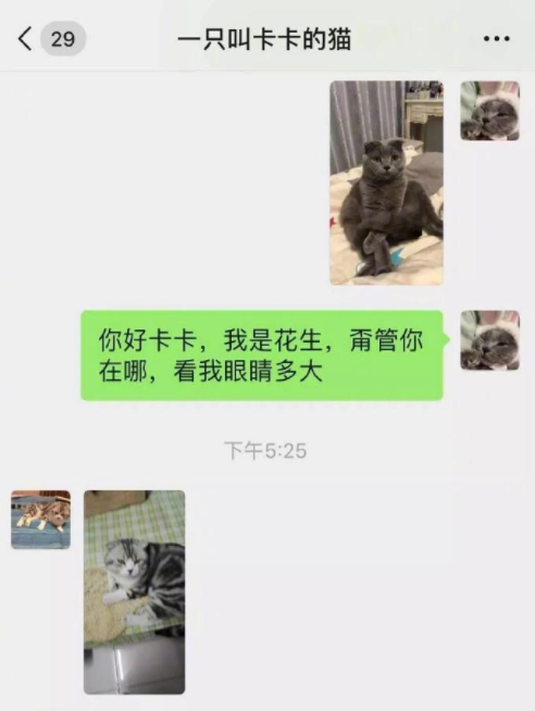 不要房，不要車，沒有彩禮，這樣的寵物相親可靠嗎？
