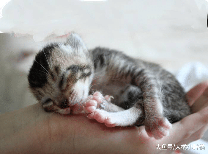 小猫想从小狗的身边借道，不料小狗装睡，真是太可爱了