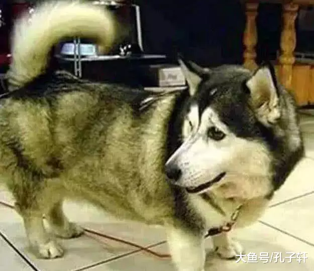 柯基和二哈一眼爱上，瞒着主人生下一只独子，主人一看乐的冒泡！