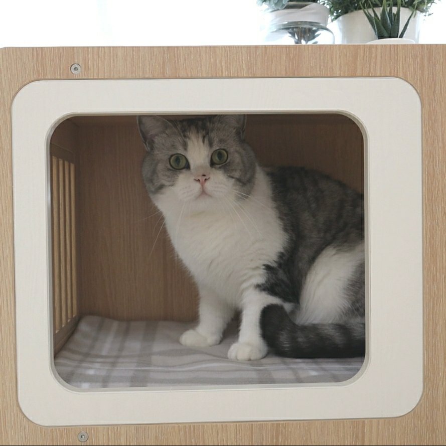 第一次养猫，需要准备些什么？手把手带你入坑