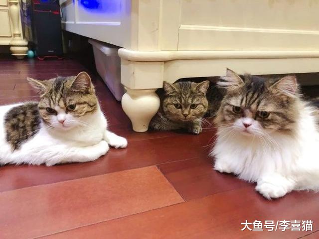 铲屎官需注意猫咪体内脂肪率，内在肥胖远比外在肥肉要危险