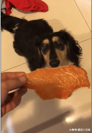 汪见肉干超惊讶，耳朵弹开变斗鸡眼小飞象让他傻：怀疑汪生了？