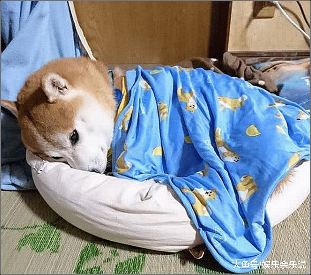 柴犬绝育闷闷不乐，半夜发现它躲在笼子里嚎叫，开灯一看不淡定了