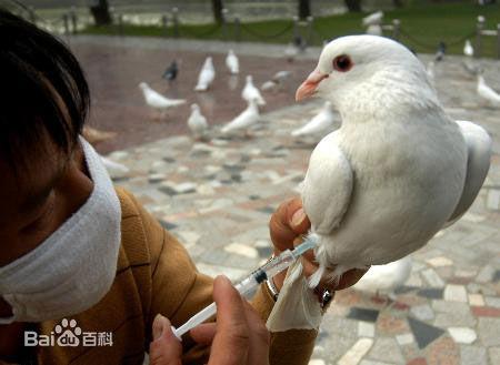 禽流感和鸽子（戈登.查莫斯）