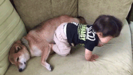 柴犬家添了一个小主人后，就像大哥一样无限宠溺！看完想养狗了