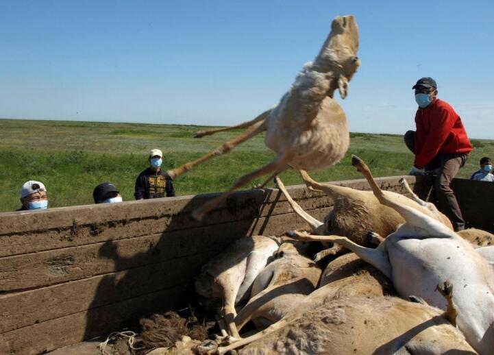 草原陈尸大片高鼻羚羊，专家：工业污染为原因之一