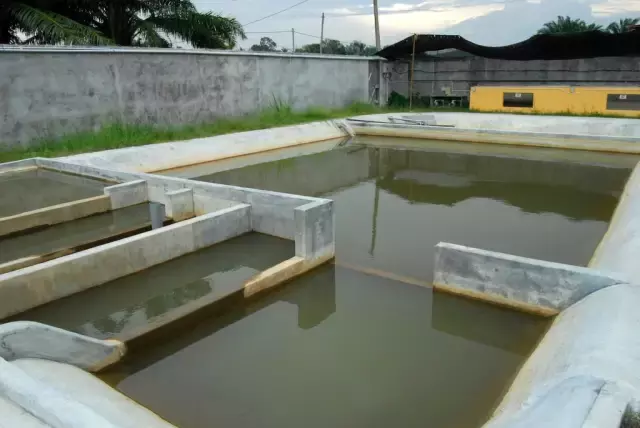 土豪家別墅后的龍魚池，滿滿都是紅龍的背影，這就是魚友的天堂啊