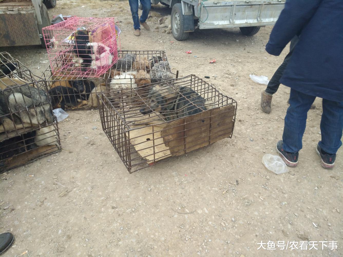 狗市: 肉狗商贩生意火热, 商贩的车都快塞满了收购价格便宜!