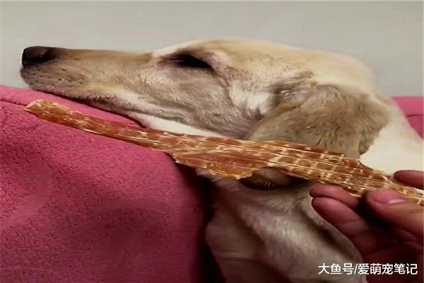 拉布拉多咬人被惩罚，结果一直在家生闷气，被主人哄着像个孩子