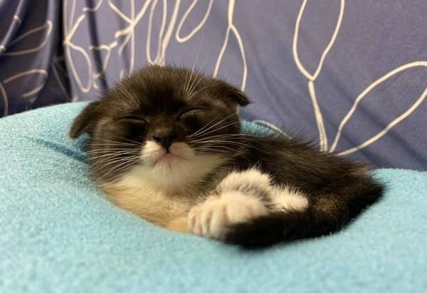 奶猫睡觉超萌，脸埋地屁股还撅高高，网友魔性留言：好想拍拍屁股