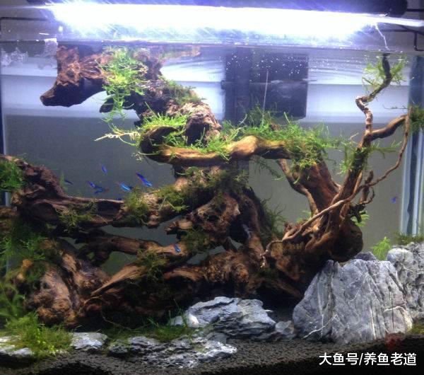 很多大自然的东西都可拿来饲养观赏鱼，比起人为加工的东西要好！