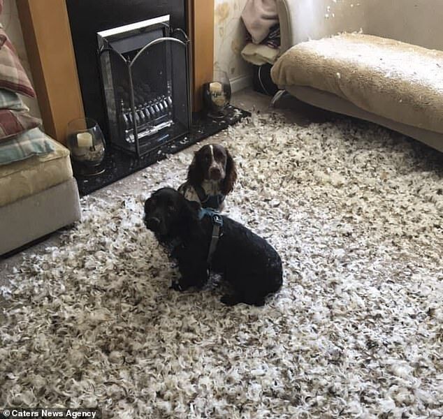 一对铲屎官的心酸血泪史，拆家拆到这个地步的狗你敢养吗？