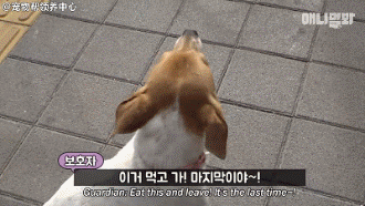 小狗子追求女神半年多，丈母娘发话了，你家底厚实吗？