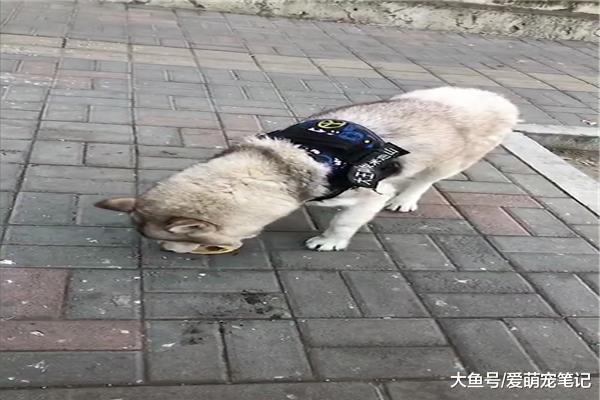 偶遇一只走丢的哈士奇, 看到背带上的字笑喷了, 这是巡山迷路了吗