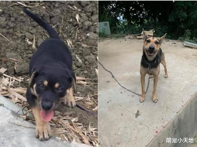 捡到四目米克斯超兴奋！惊喜包长大后却变一眉道长