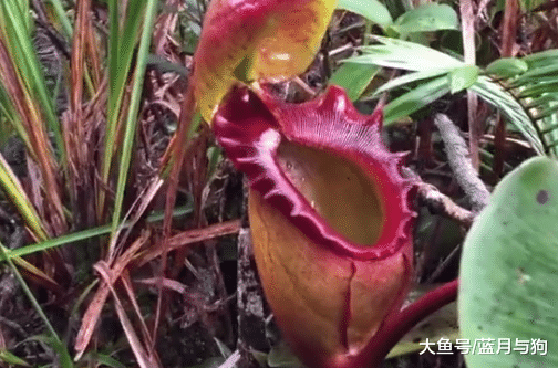 世界上最有用的树，果实威力堪比手雷，汁液还能当汽油！