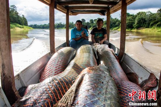 巴西巨骨舌鱼种群恢复 曾一度在亚马逊河流域消失